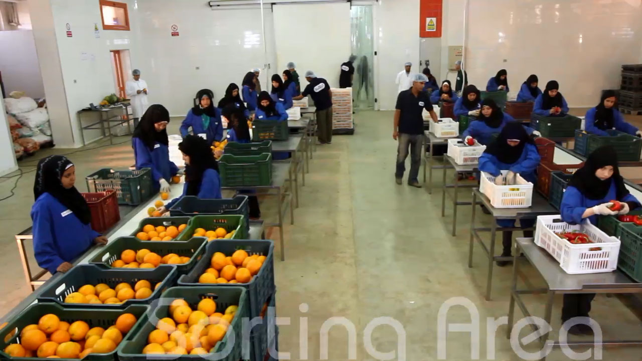 El Nour Station for fruit & Vegetables supply, video production by Dawayer Studio video team 